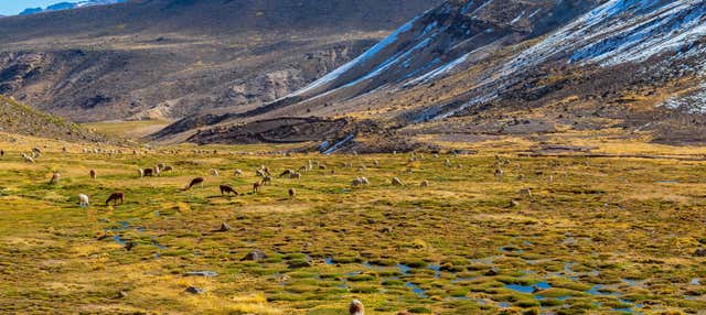 Escursione alla Riserva Nazionale Salinas y Aguada Blanca fino a Puno