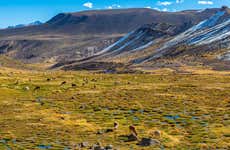 Day Trip to the Salinas y Aguada Blanca National Reserve + Puno