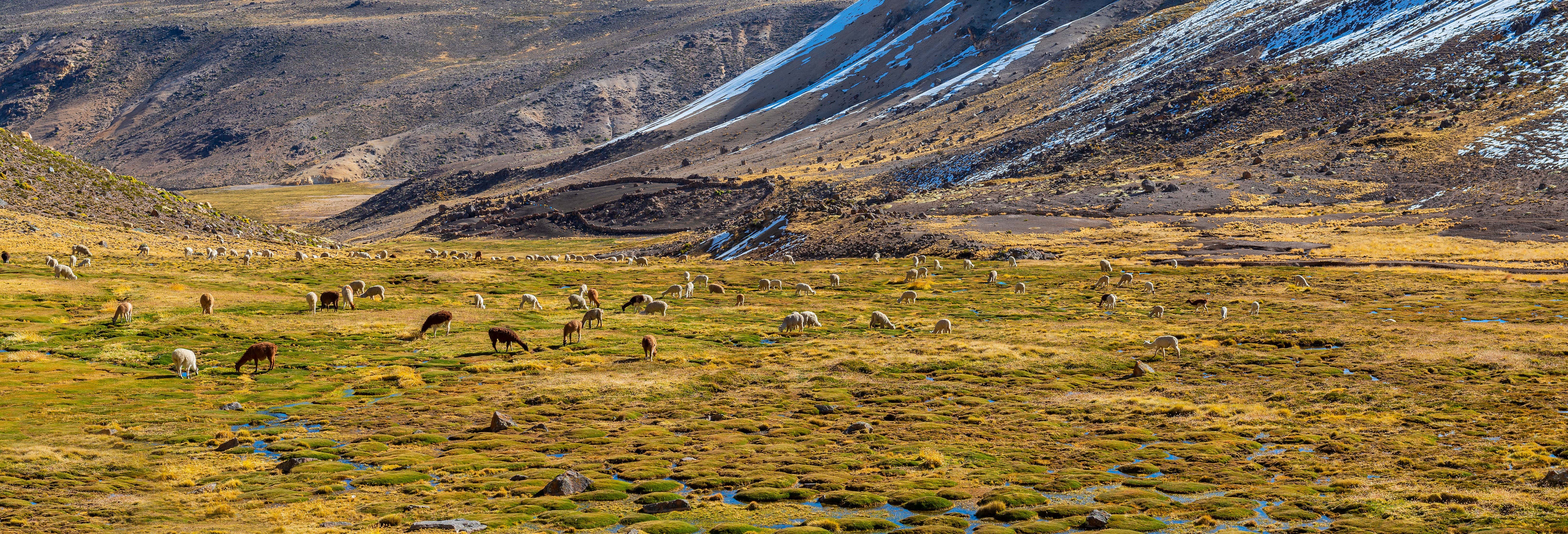 Day Trip to the Salinas y Aguada Blanca National Reserve + Puno