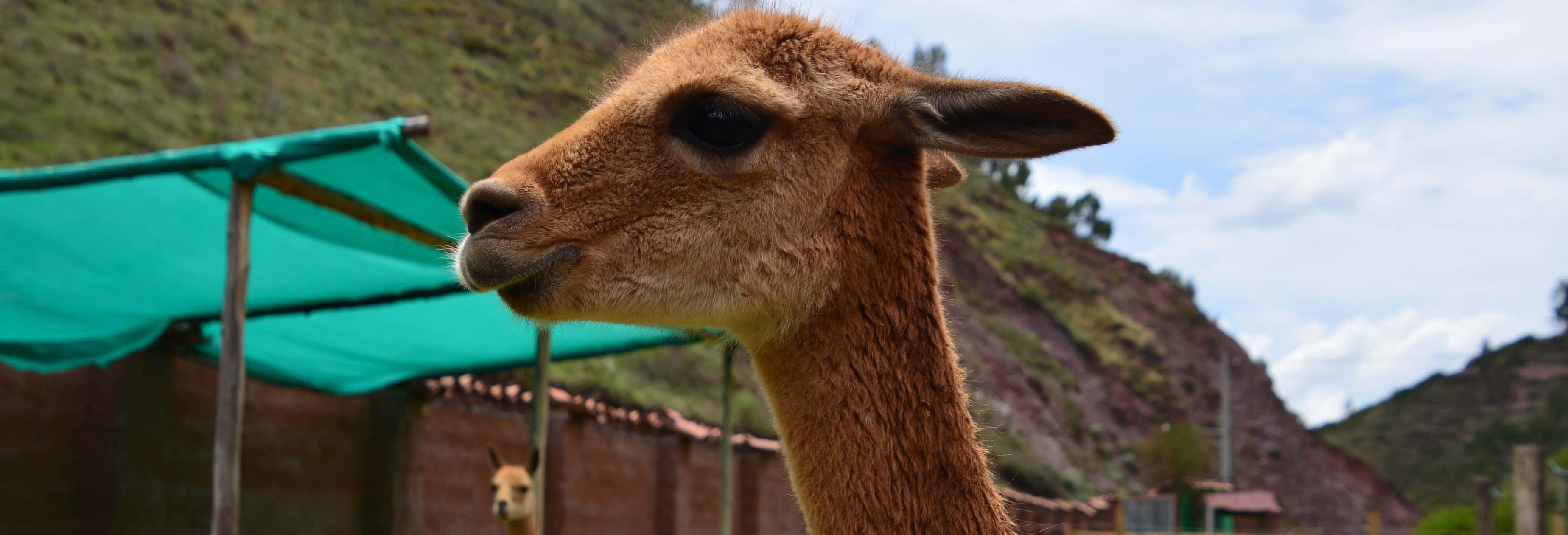 Escursione al Santuario degli Animali di Cochahuasi