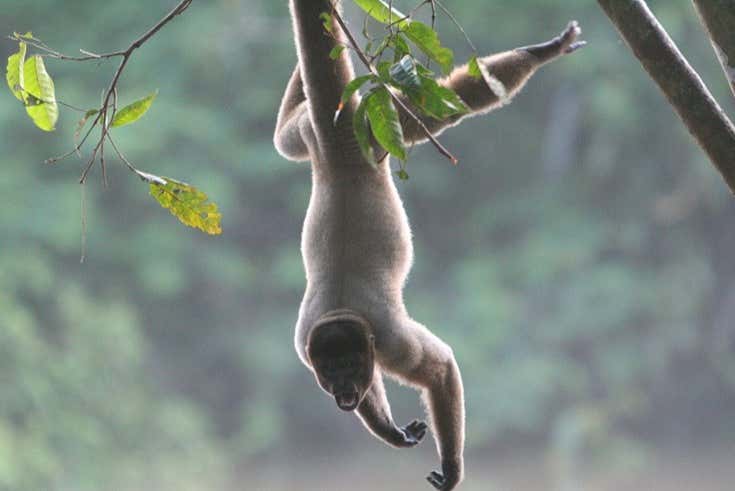 Manu National Park 3, 4 or 5-Day Trip