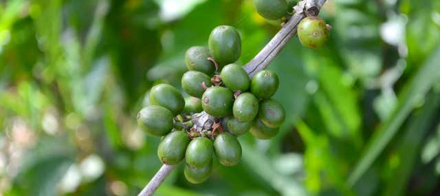 Tour privato del caffè a Huayopata