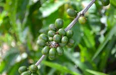 Huayopata Private Coffee Tour