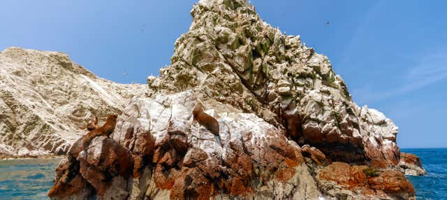 Escursione alle isole Ballestas e Riserva Nazionale di Paracas