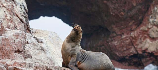 Tour di 2 giorni a Ica e Paracas