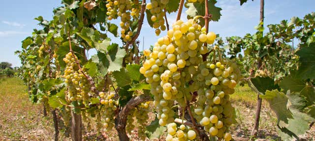 Tour del pisco e del vino