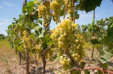 Tour do pisco e do vinho