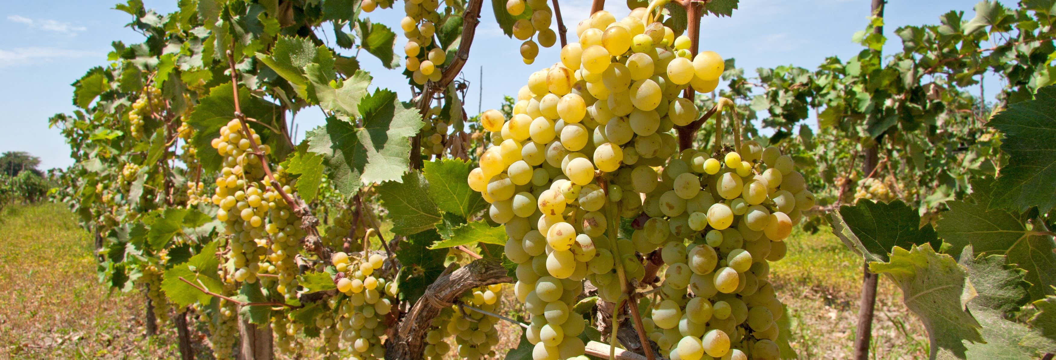 Tour del pisco e del vino