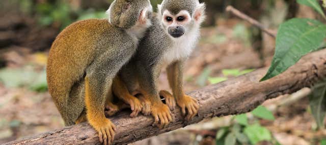 Escursione all'Isola delle Scimmie