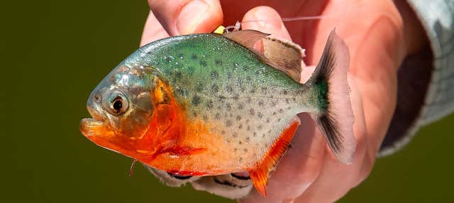 Pesca di piranha nel fiume Itaya