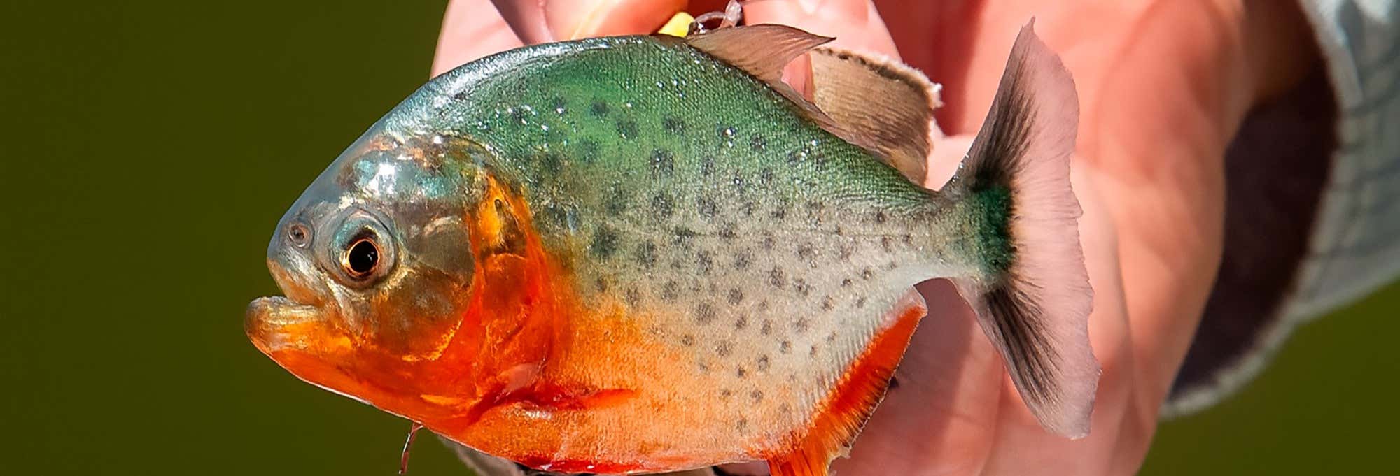 Pesca di piranha nel fiume Itaya
