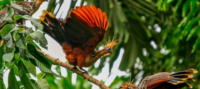Tour di 4 giorni sul fiume Yanayacu con birdwatching