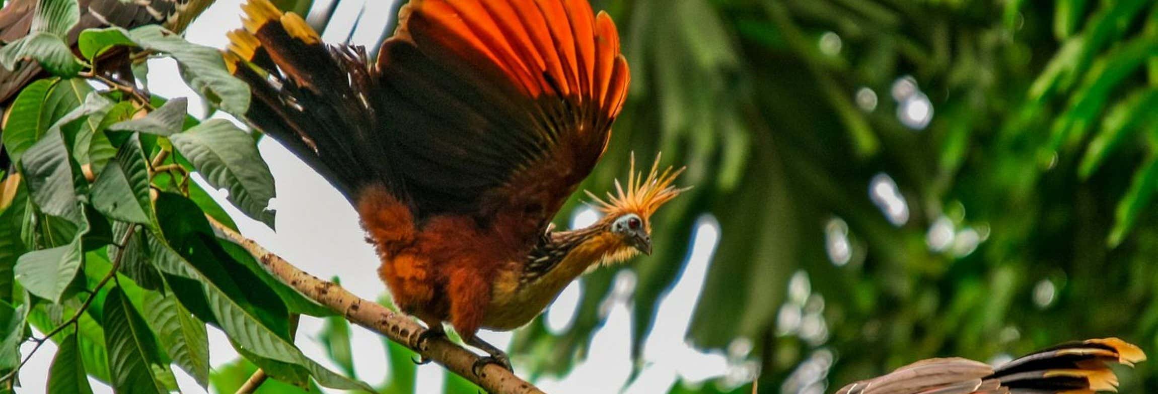 Tour di 4 giorni sul fiume Yanayacu con birdwatching