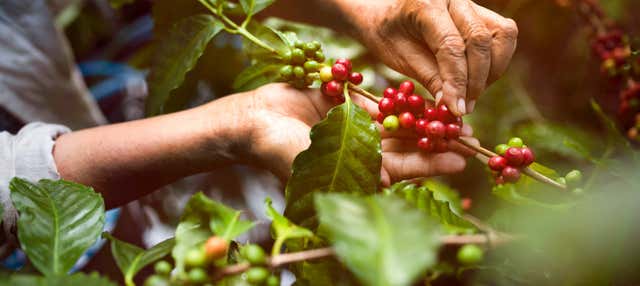 Tour del caffè biologico nella tenuta Rainforest