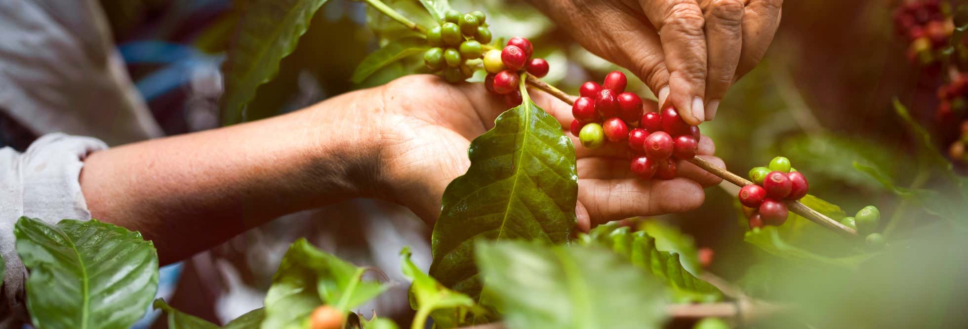 Rainforest Farm Organic Coffee Tour