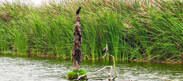 Escursione a Pantanos de Villa