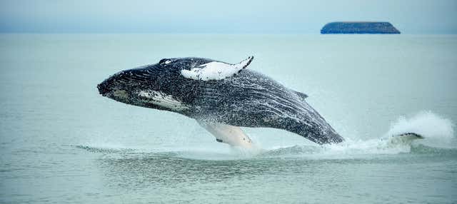 Whalewatching + Bagno con le tartarughe