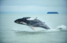 Mancora Whale Watching + Swimming with Turtles