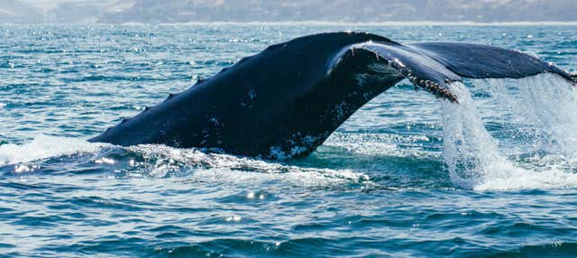 Avvistamento di cetacei a Máncora