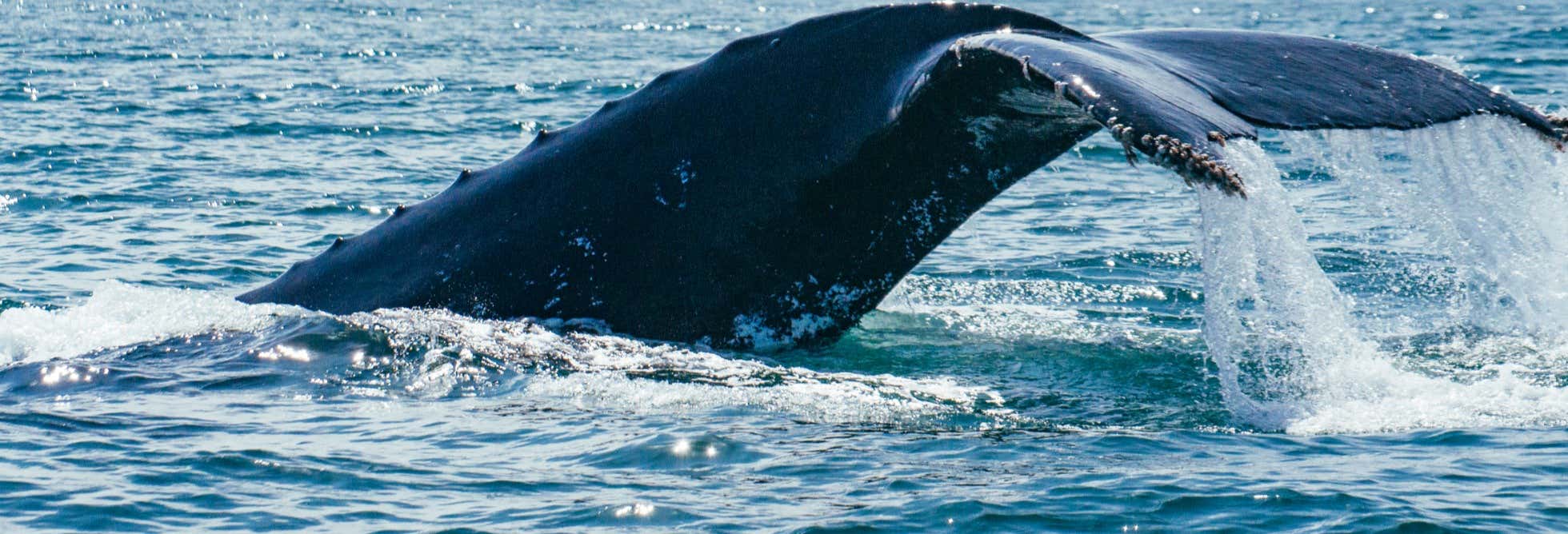 Whale Watching in Mancora