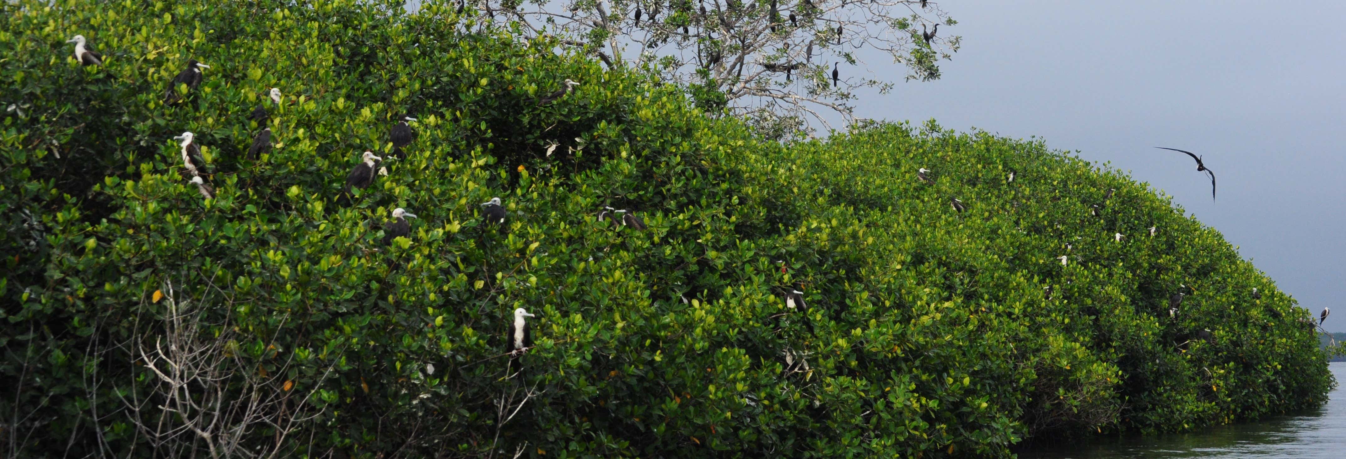 Escursione alle mangrovie di Tumbes e alle spiagge di Punta Sal e Zorritos