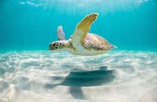 Swimming with Sea Turtles at Vichayito Beach