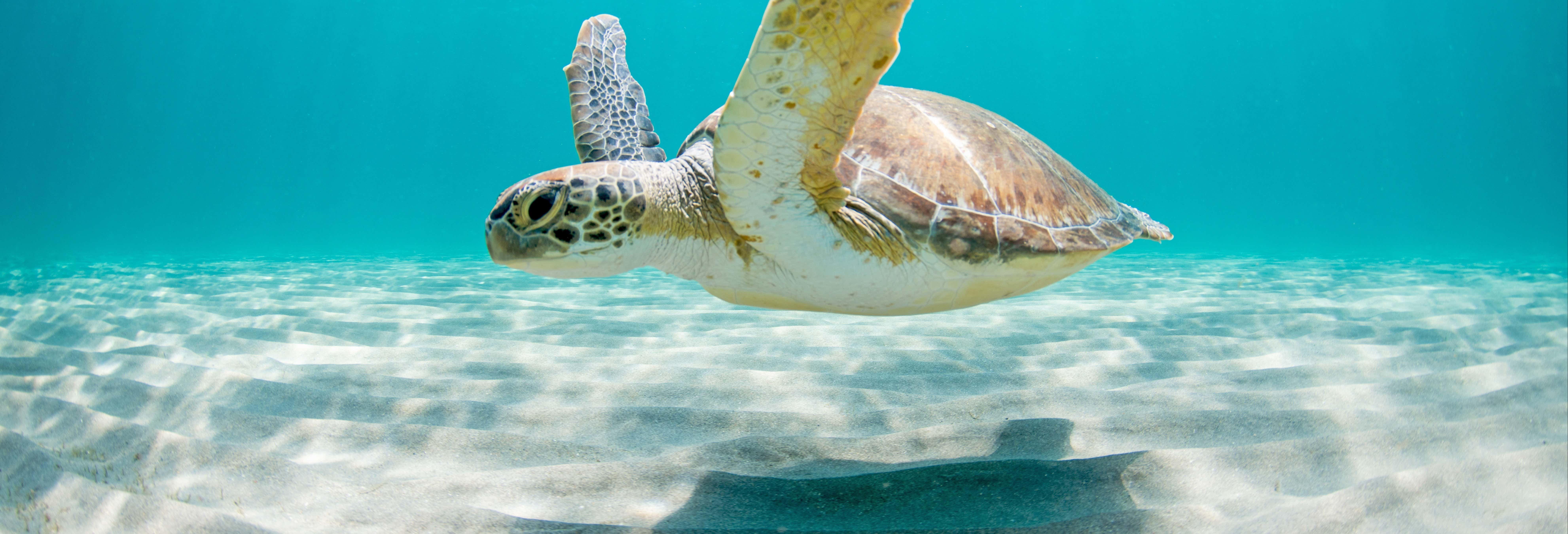 Swimming with Sea Turtles at Vichayito Beach