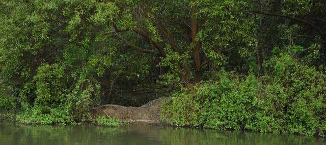 Tour delle mangrovie di Tumbes