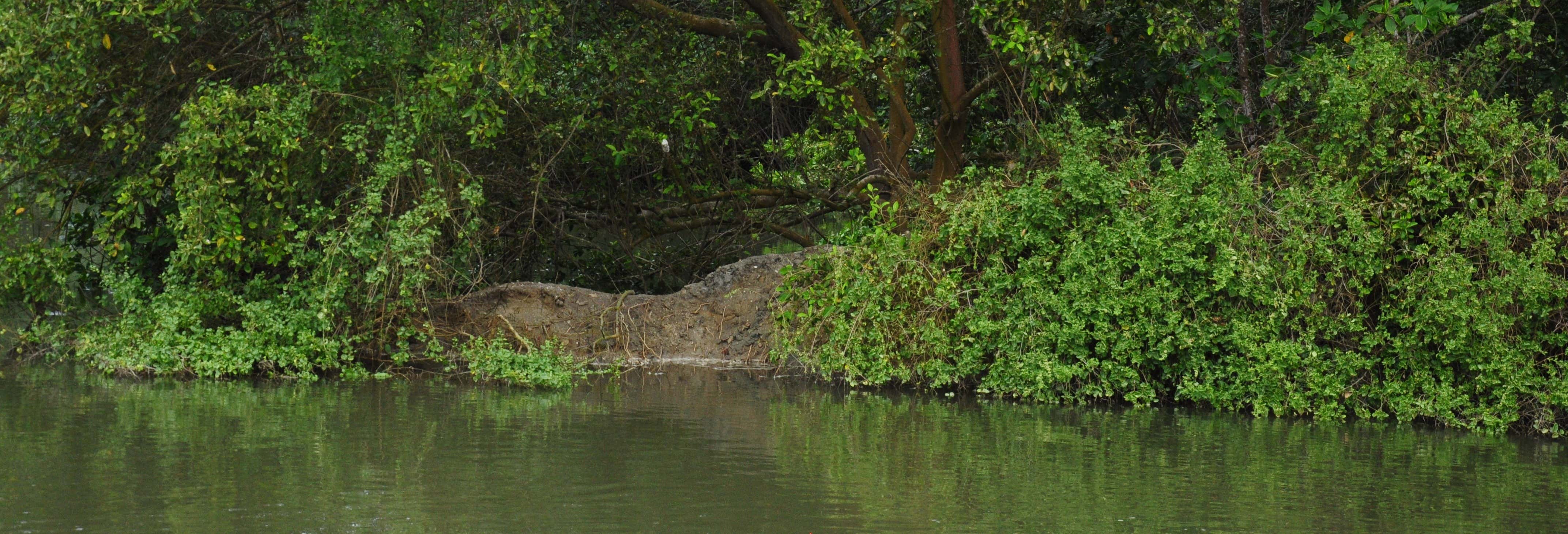 Mangroves of Tumbes Tour