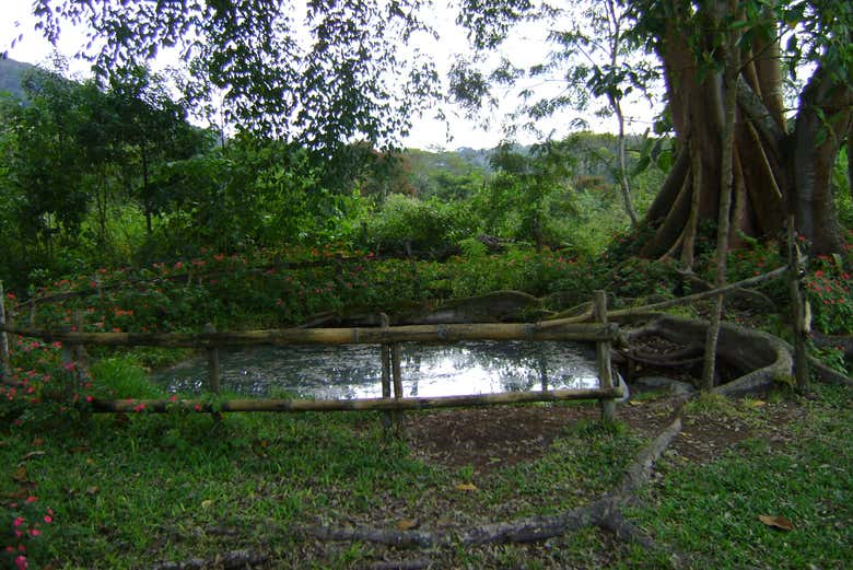 Imagen 5
