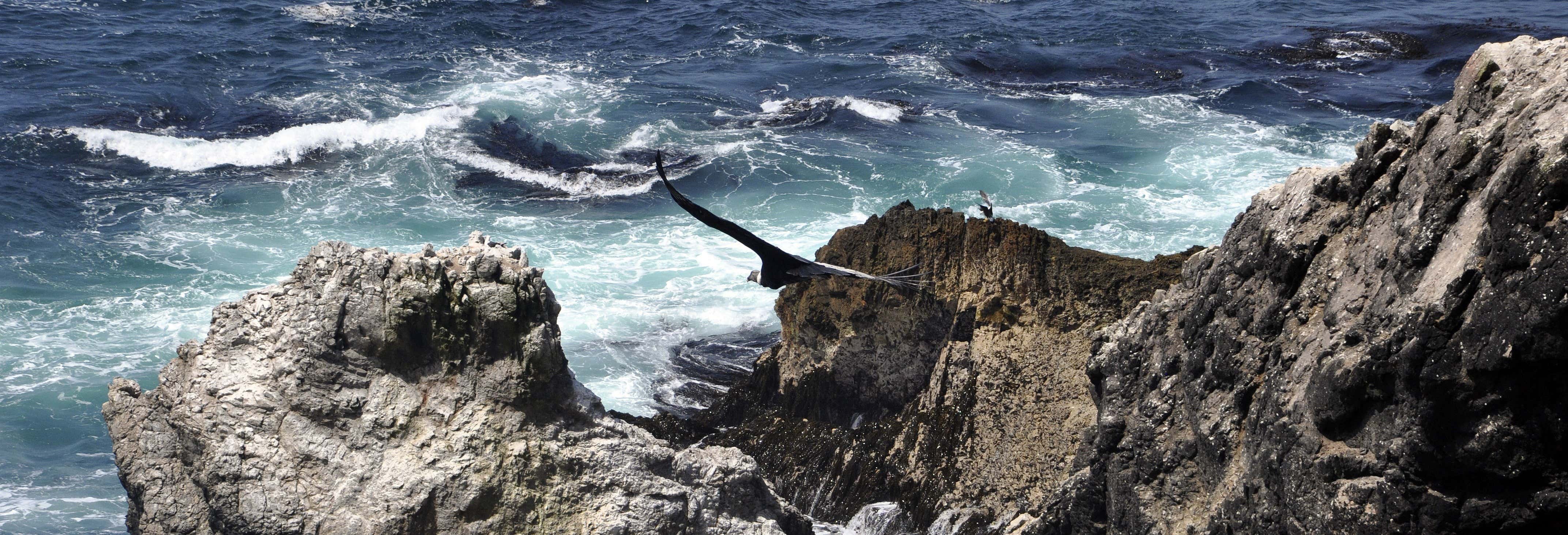 Escursione alla baia di San Fernando + Sandboarding a Nazca
