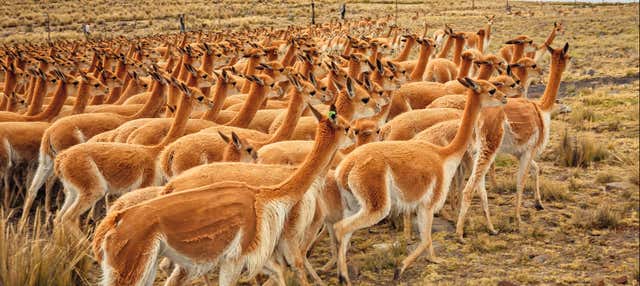 Escursione alla Pampa Galeras Bárbara D’Achille