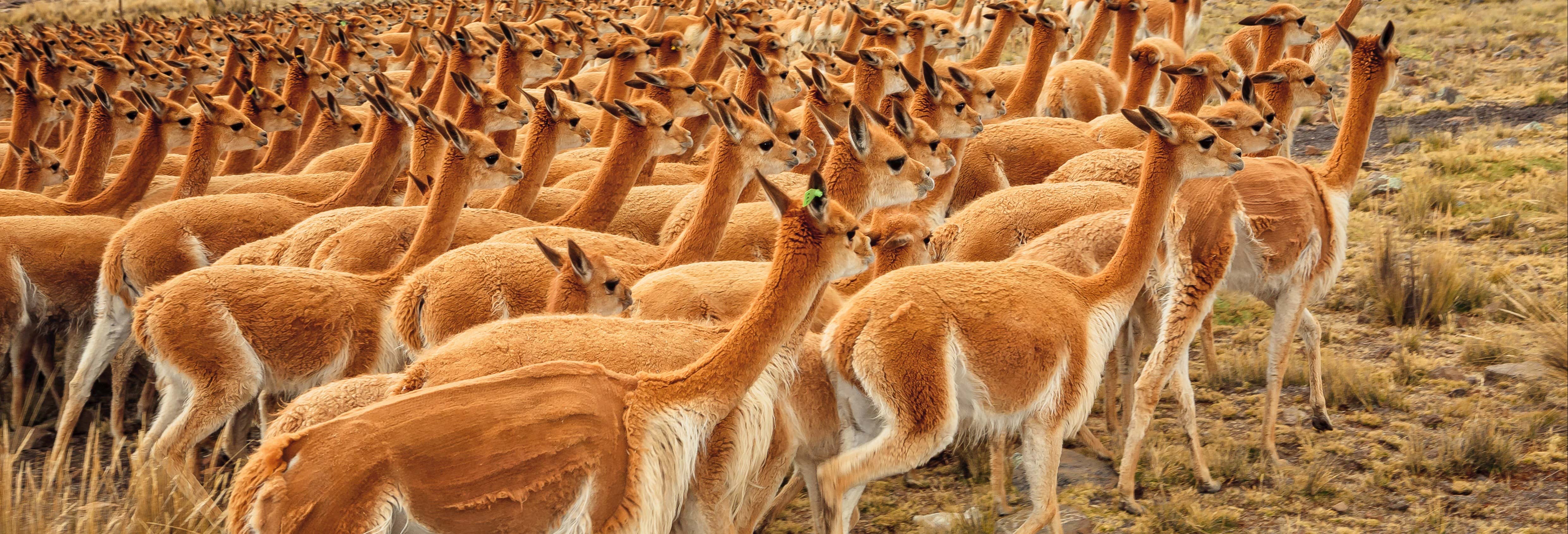 Escursione alla Pampa Galeras Bárbara D’Achille