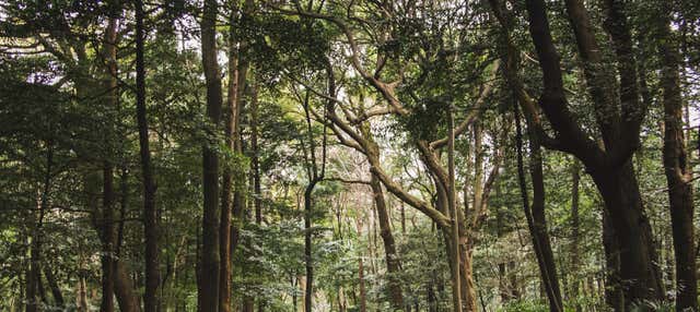 Trekking al Parco Nazionale Yanachaga Chemillén