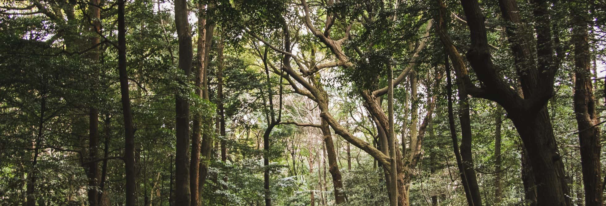 Hiking in Yanachaga Chemillén National Park