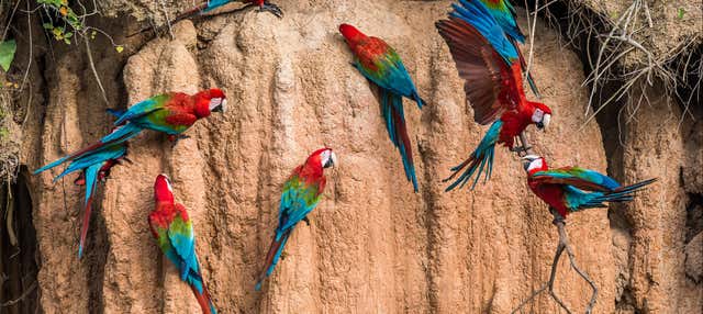 Escursione di 2 o 3 giorni alla Collpa Chuncho di are