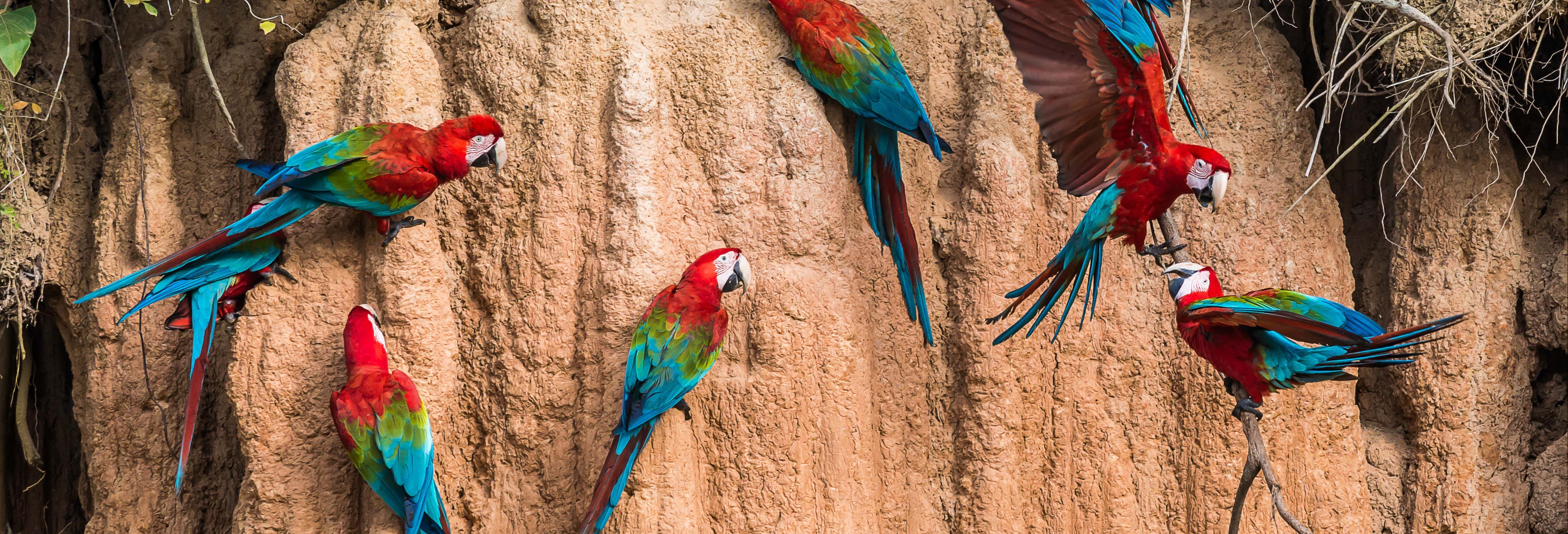 Escursione di 2 o 3 giorni alla Collpa Chuncho di are