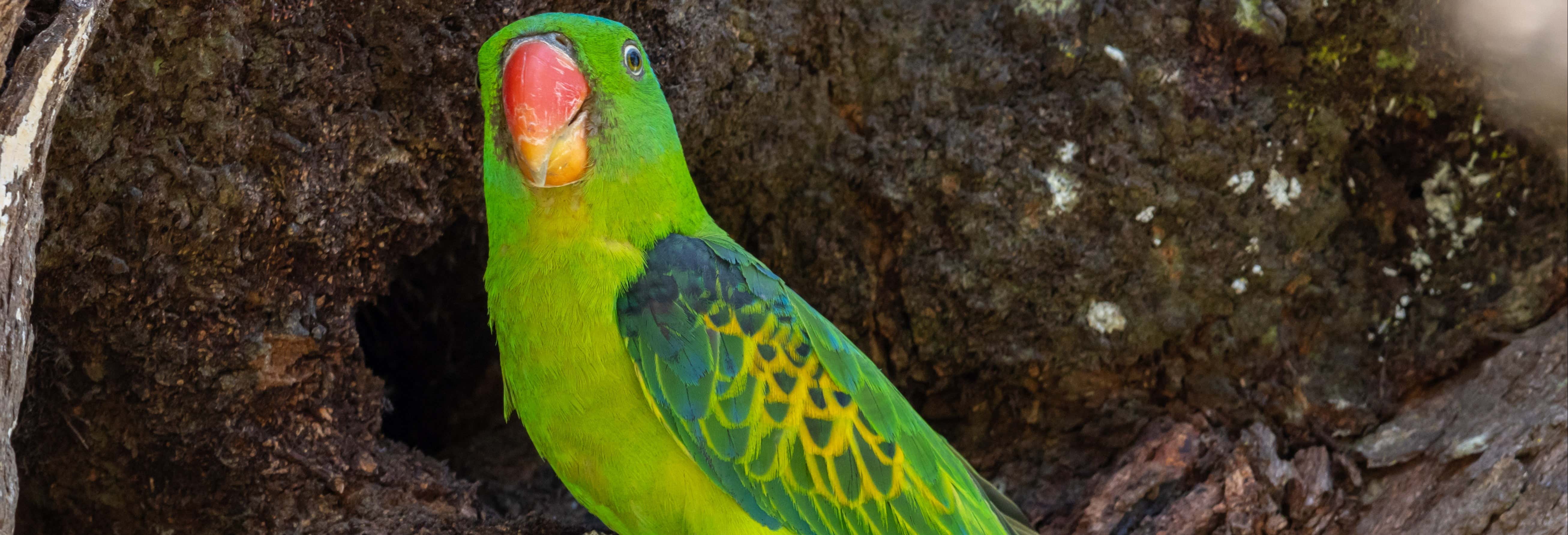 Tour di 5 giorni nella Riserva nazionale di Tambopata