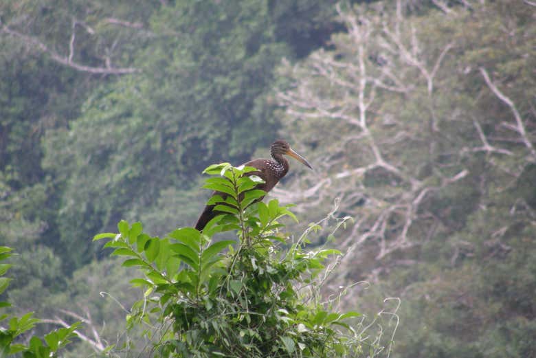 Imagen 4