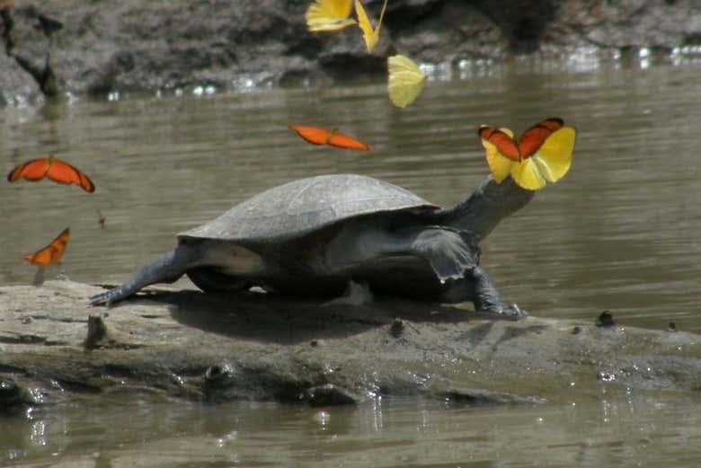 tour-de-2-3-ou-4-dias-pelo-lago-tres-chimbadas-puerto-maldonado
