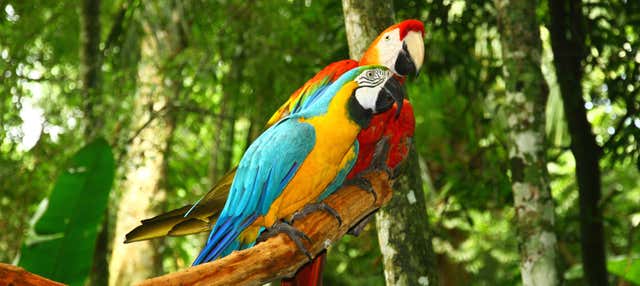 Tour di 6 giorni delle collpa di Tambopata