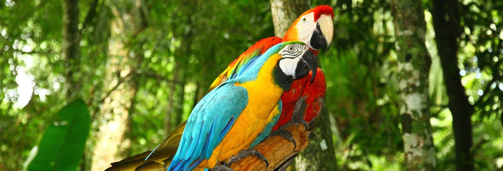 Tour di 6 giorni delle collpa di Tambopata