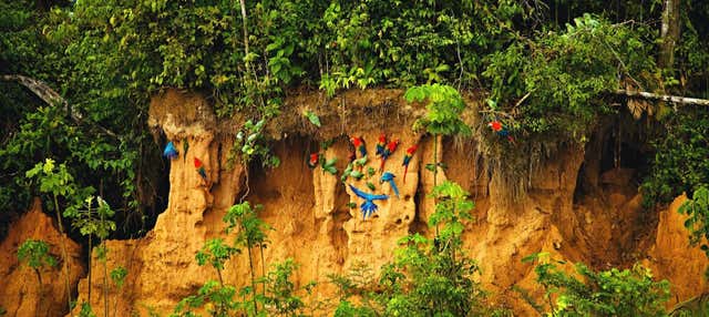 Tour di 7 giorni nella foresta di Tambopata con birdwatching 