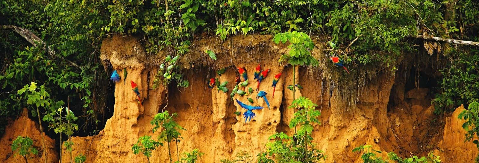 Tour di 7 giorni nella foresta di Tambopata con birdwatching 