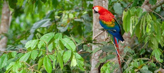 Riserva Nazionale Tambopata in 3 o 4 giorni con avvistamento di fauna