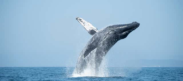 Avvistamento di cetacei a Punta Sal