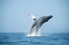 Whale Watching in Punta Sal