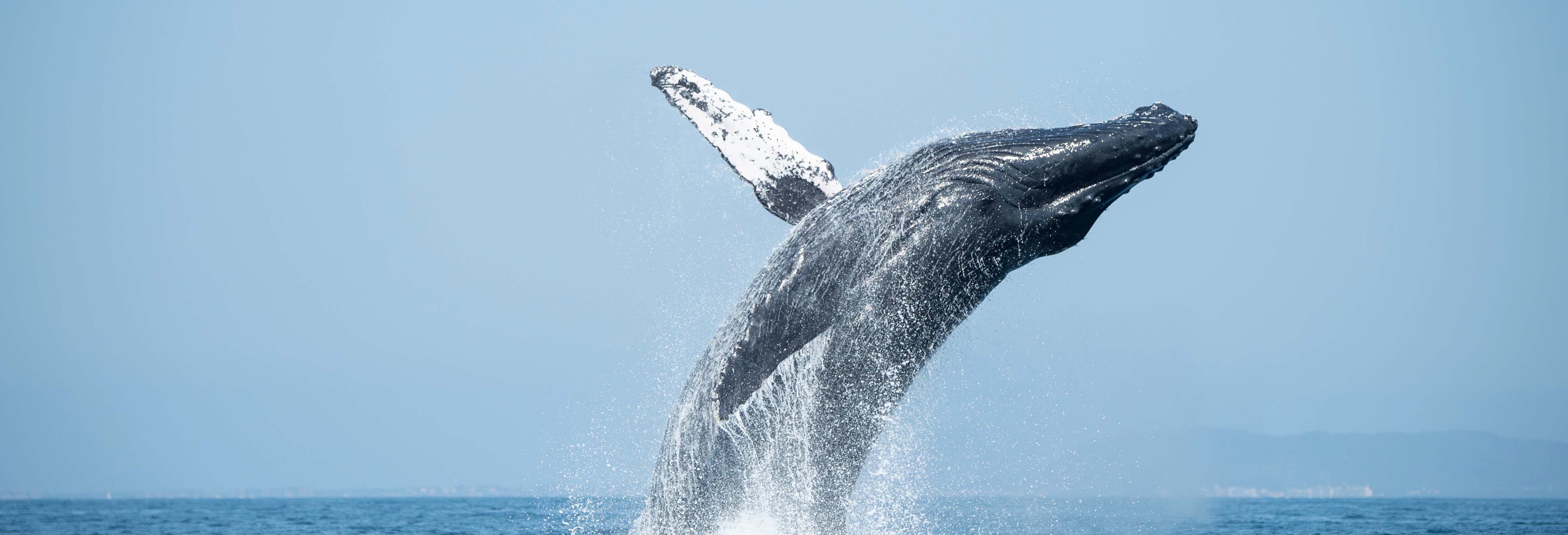 Whale Watching in Punta Sal