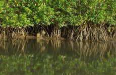 Mangroves of Tumbes Tour