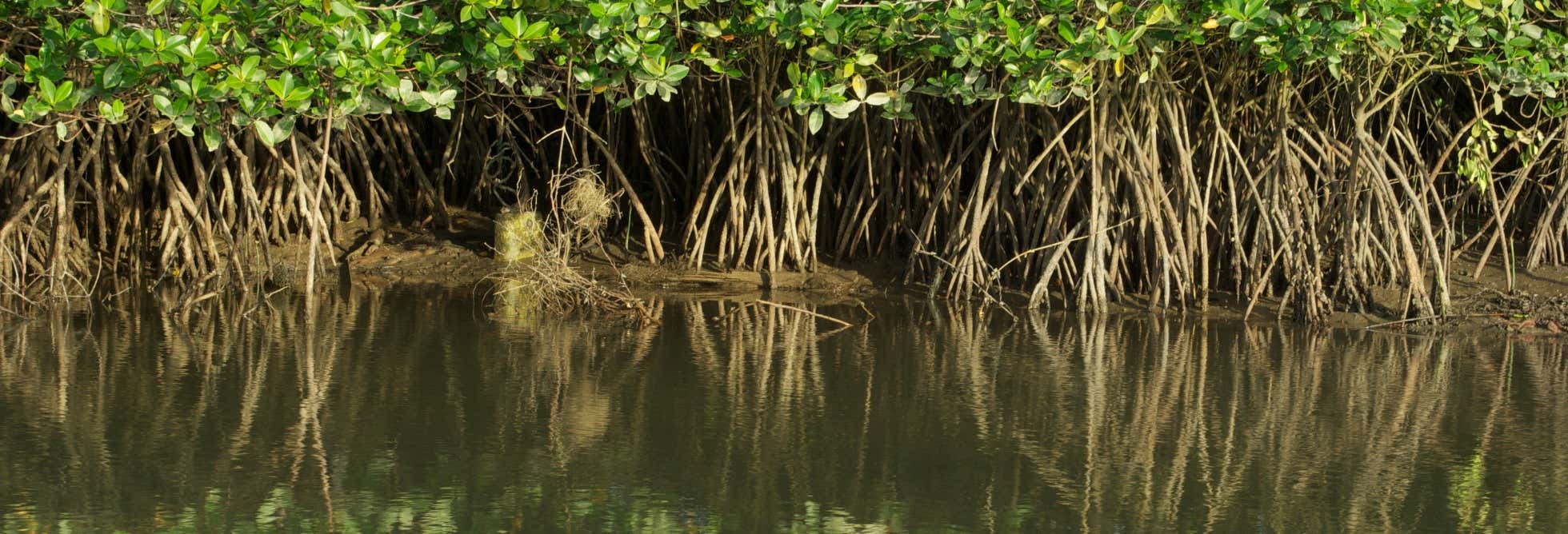 Mangroves of Tumbes Tour